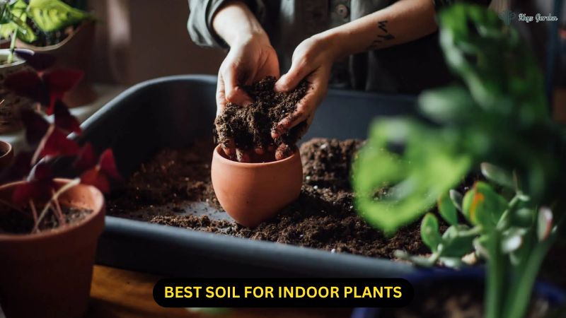 Best Soil for Indoor Plants: A Guide for Thriving Greenery